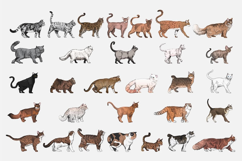 A Complete Guide to Cat Breeds
