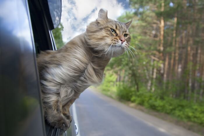 Guide on Traveling with Your Cat