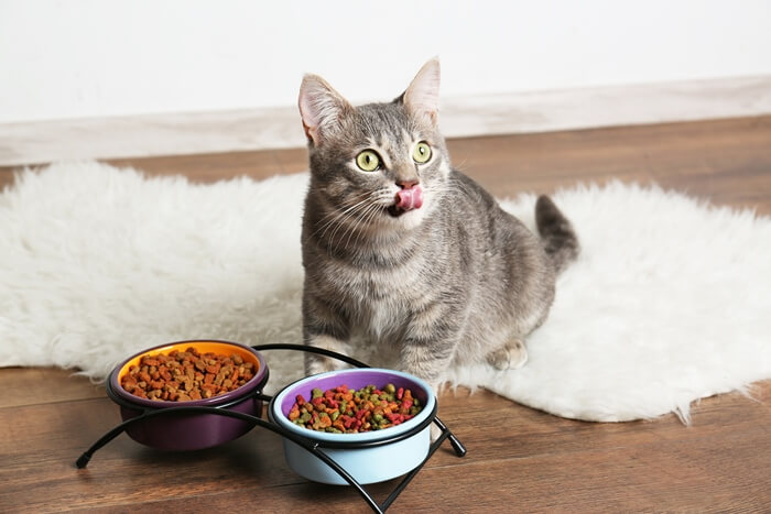The Role of Nutrition in Your Cat's Overall Health
