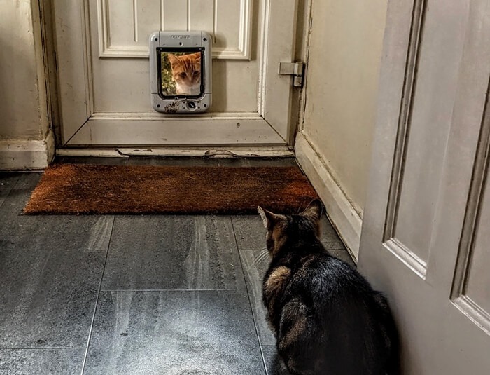 Training Your Cat to Use a Pet Door