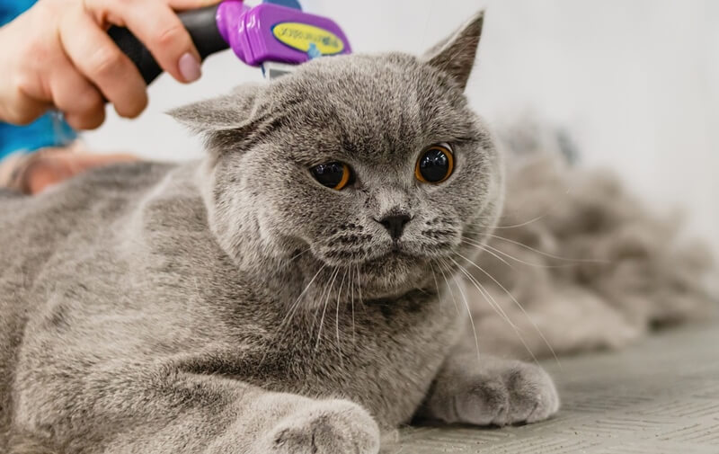 guide on grooming your cat