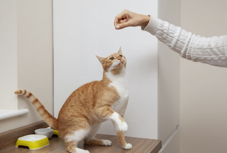 Guide to Cat Training Tips and Tricks for a Well-Behaved Feline