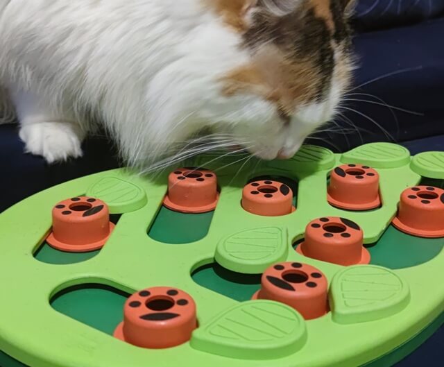 cat food puzzle