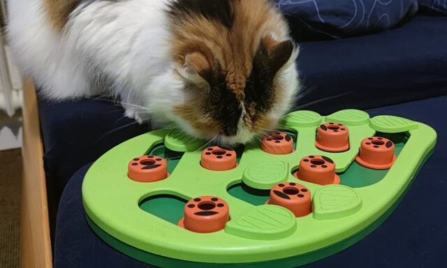 cat interactive feeding