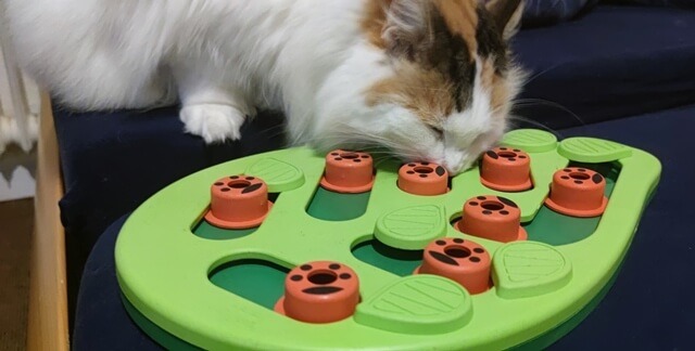 cat food puzzles