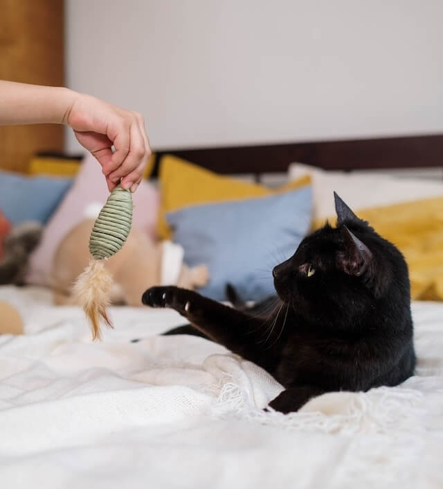 play with cat