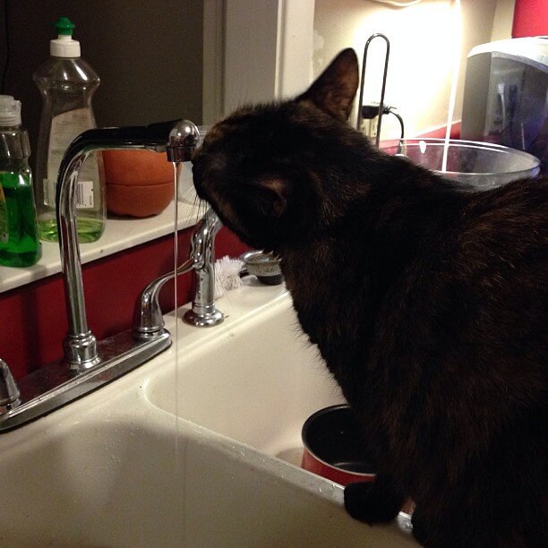 running water for cats