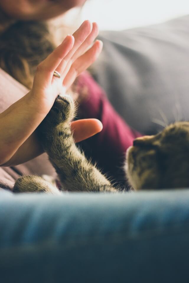 Cat high-five command