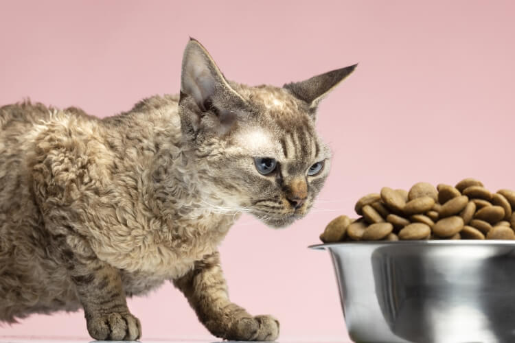 The link between diet and common health issues in cats