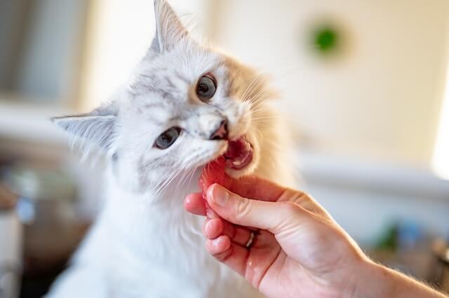 raw food diet for cats