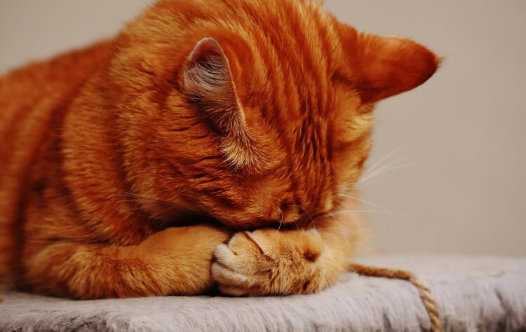 5 Common Health Issues in Cats and How to Prevent Them