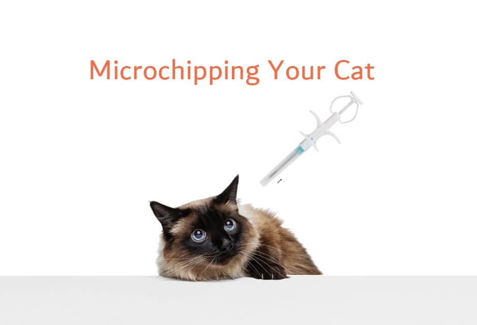 Benefits of Microchipping Your Cat
