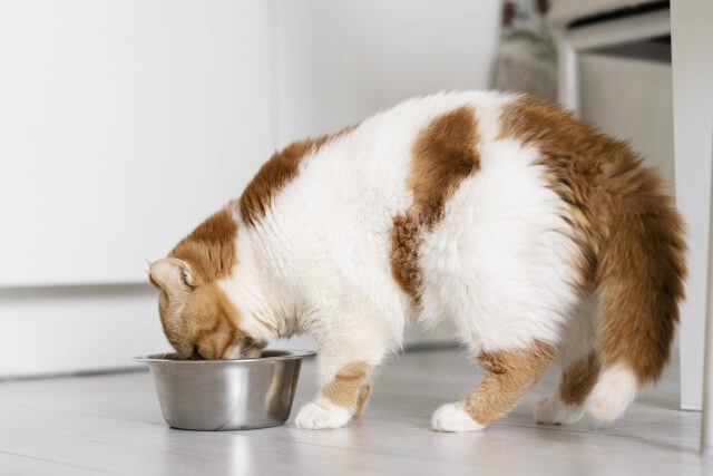 Cats overfeeding is not good