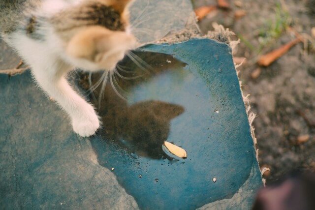 Make sure your cat drinks water