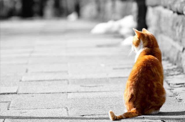 The uniqueness of orange cats' fur