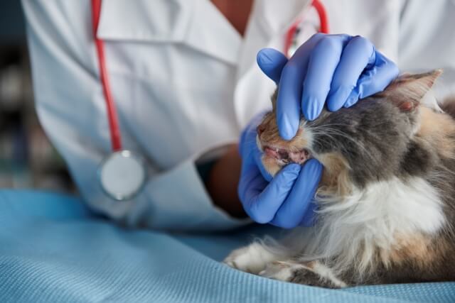 Anemia caused by fleas is difficult to detect