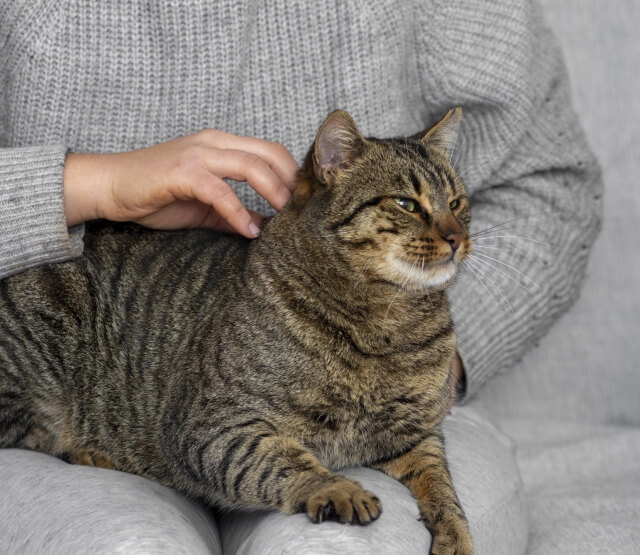 Cats' obesity is a significant problem