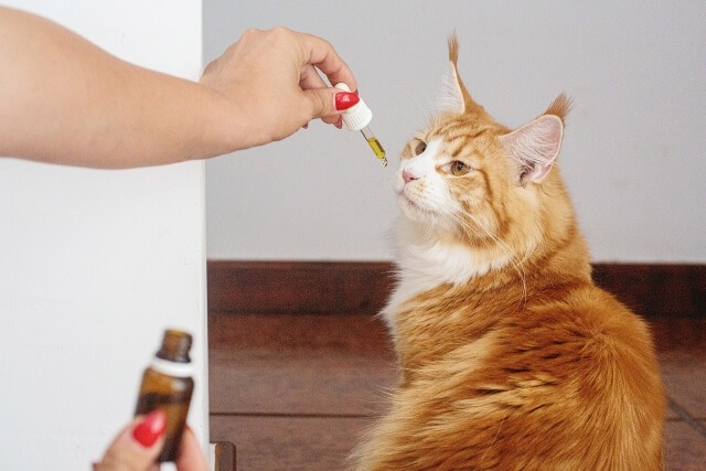 Natural cures for common cat ailments