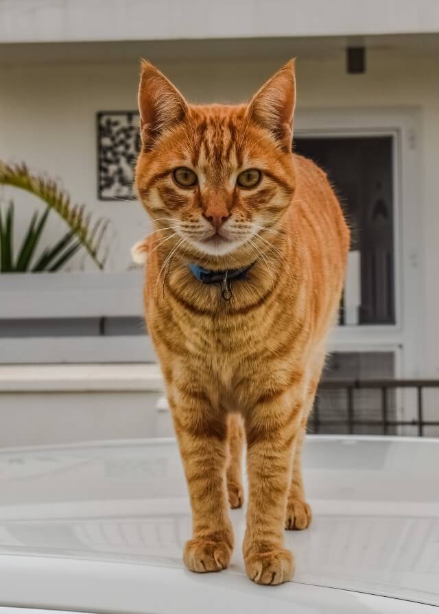 Orange cats have very special physical characteristics