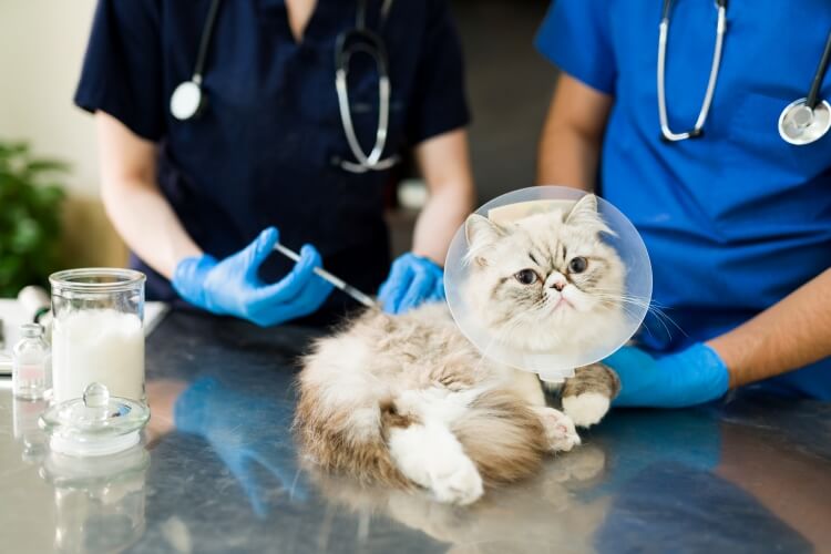 The Importance of Regular Vet Check ups for Your Furry Friend