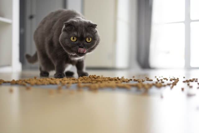 Cats must have a well-balanced diet