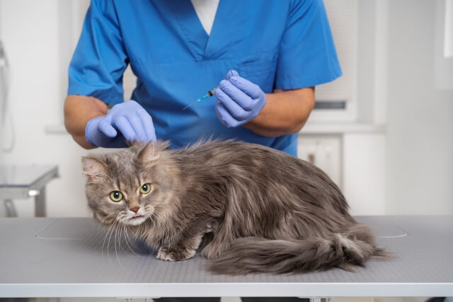 Veterinary regular examinations can save your cat