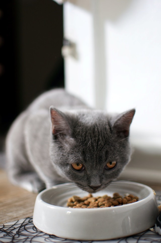 Cats can survive without consuming grains
