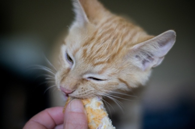 There are a lot of benefits of grain-free cat food