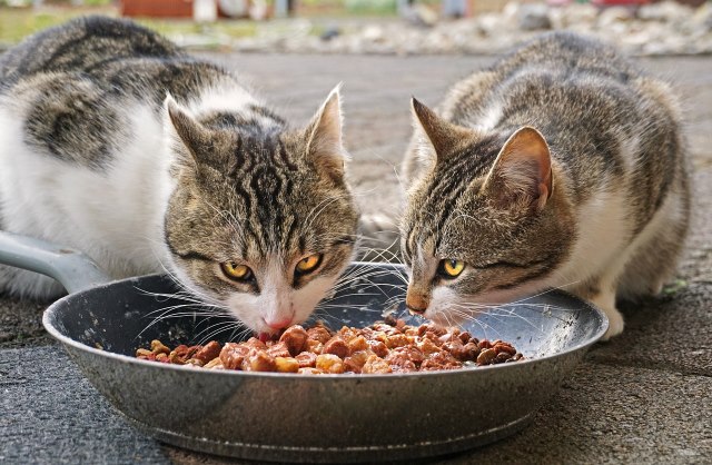 Grain-free food helps cats to resemble their natural diet