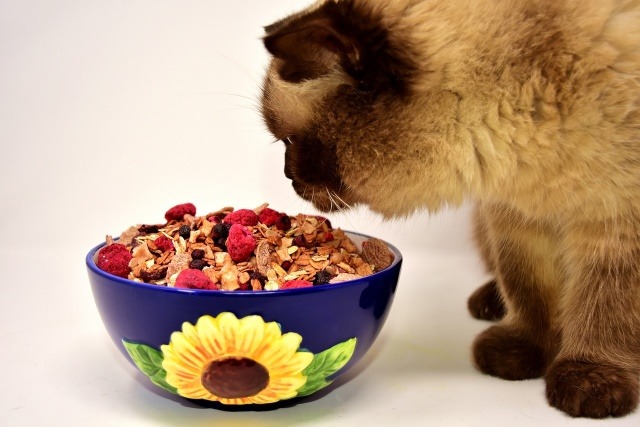 There are many myths regarding feeding cats with grains