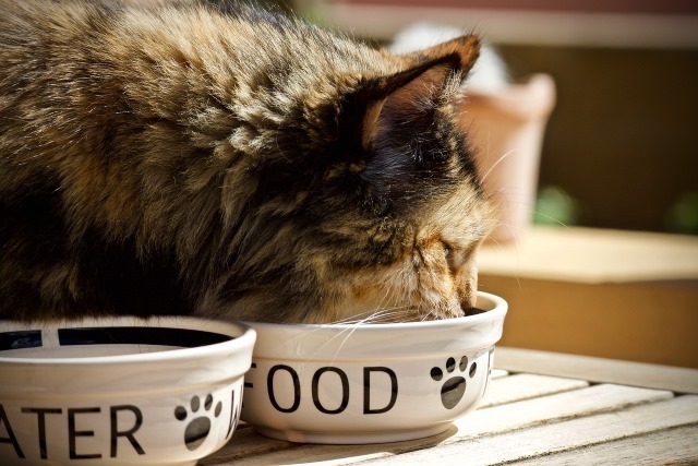 There are also some disadvantages to a strictly grain-free diet for cats