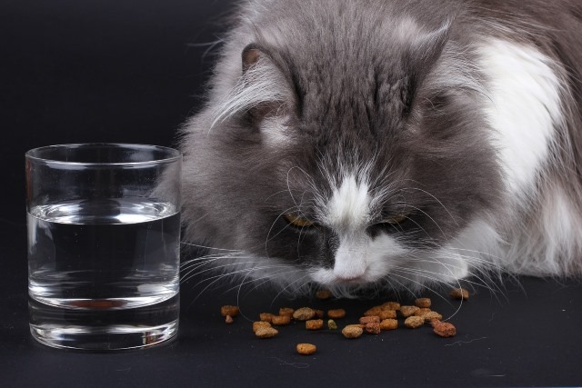 Veterinarians consider grain-free food healthy for cats