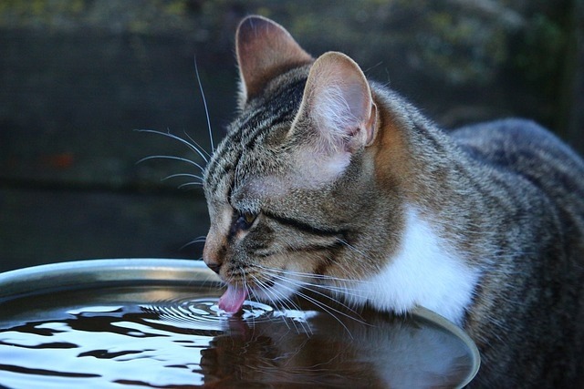 Cats' water intake can provide valuable clues about their health