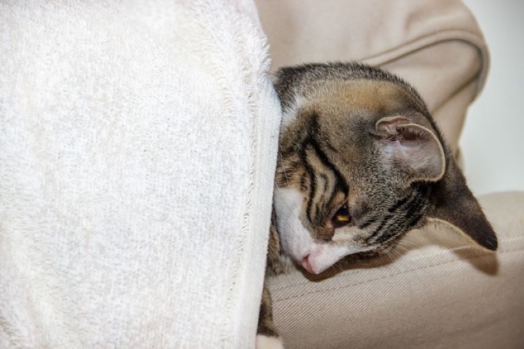 How to Recognize the Signs of a Sick Cat