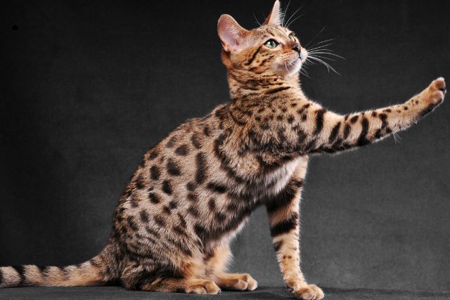 Bengal Cats