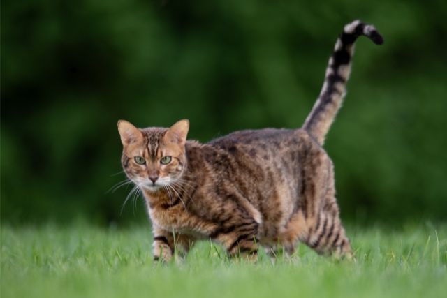 Bengal cats in the wild