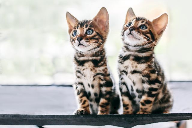 Bengals in the Family