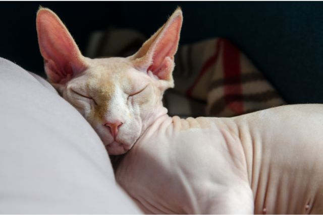 Bringing Home a Sphynx cat