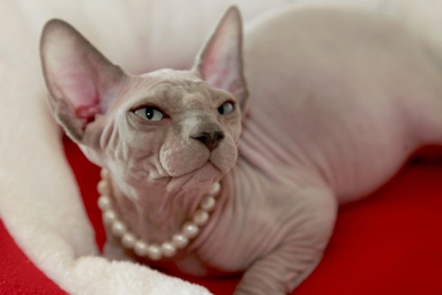 Hairless Cat