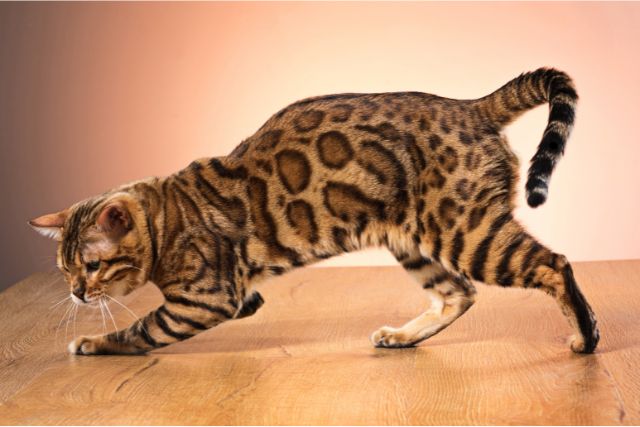 History of the Bengal cats