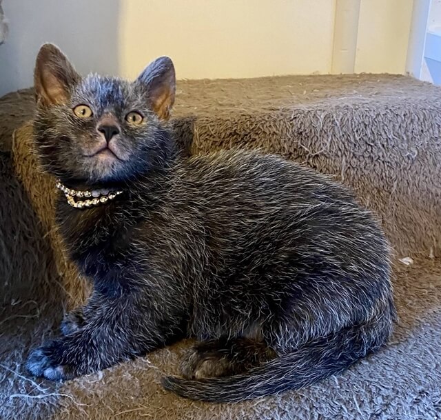Lykoi cats with their werewolf-like features