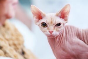 Sphynx Cats