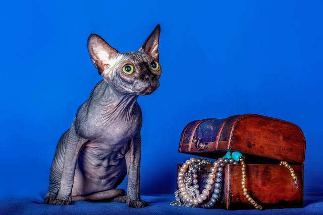 Sphynx Cats in the Family