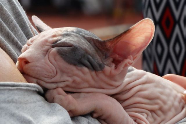 The Sphynx cat Personality