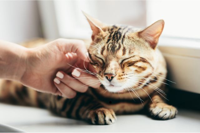 Welcoming a Bengal into Your Home