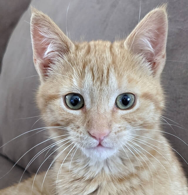 cat eyes ears whiskers