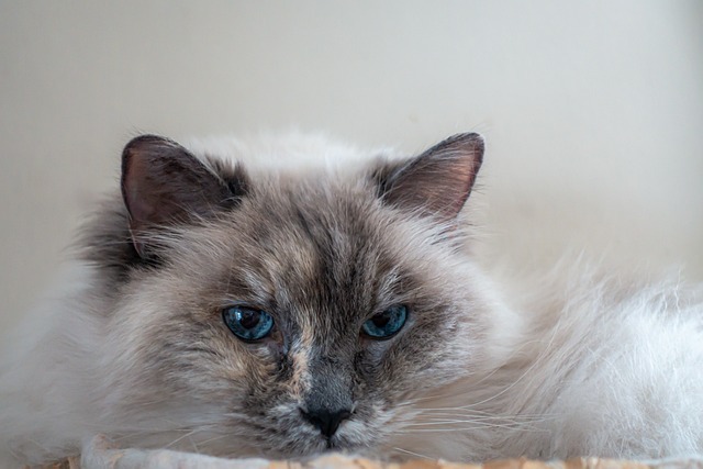 Ragdoll Enchanting Eyes