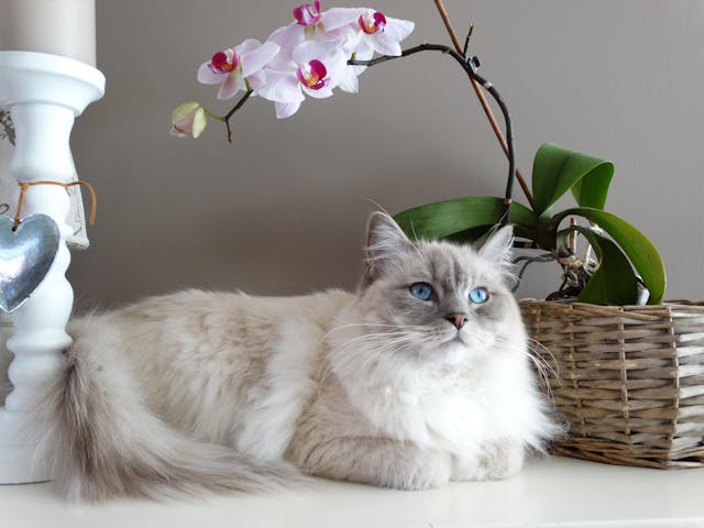 ragdoll Nature