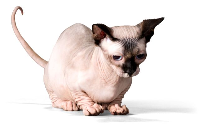 Sphynx cat Bald and Beautiful