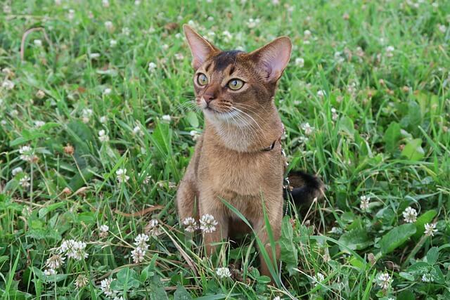 Abyssinian Care and Health